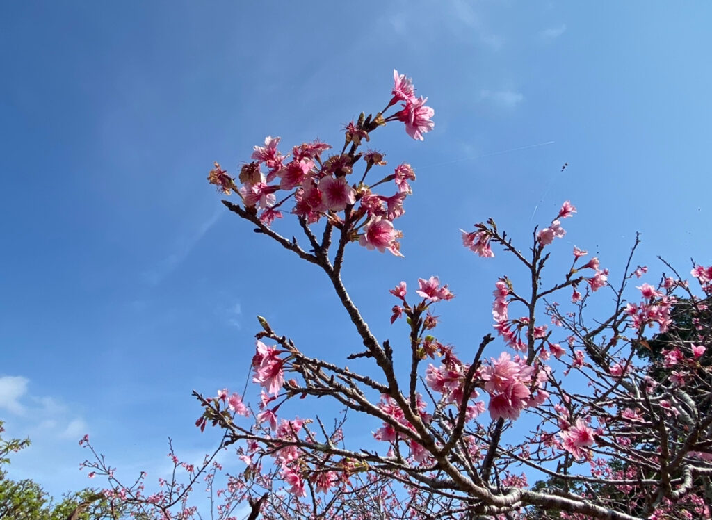 八重瀬公園の寒緋桜