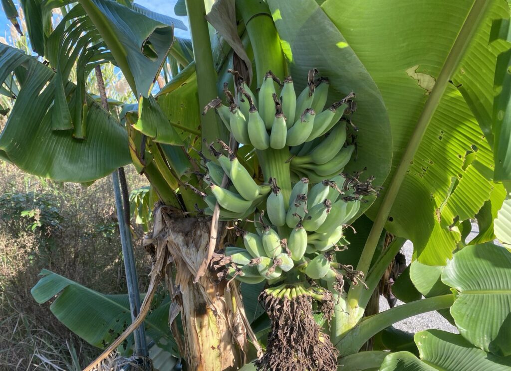 長寿源の島バナナ