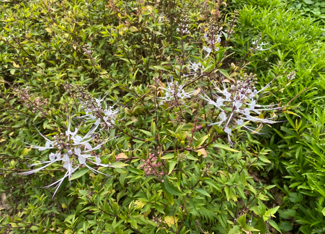 クミスクチンの薬効と驚くべき効果効能