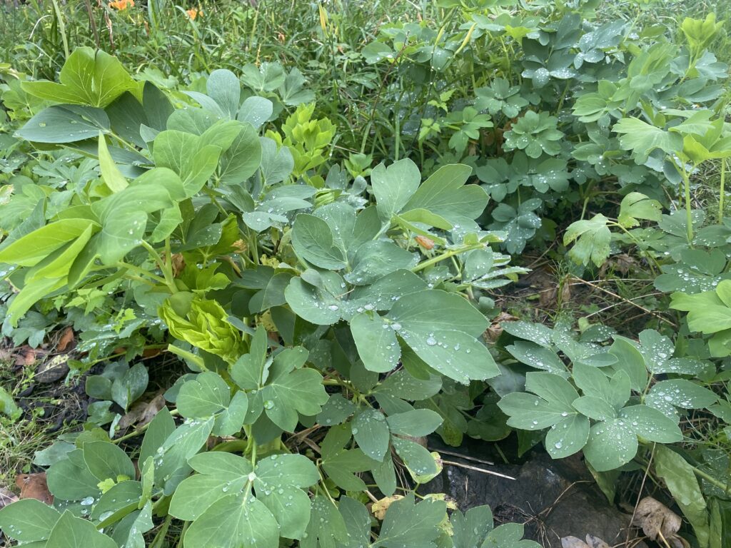 長命草スムージーで食卓を彩る！初心者でも簡単な作り方とアレンジレシピ