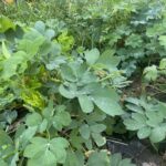 長命草スムージーで食卓を彩る！初心者でも簡単な作り方とアレンジレシピ