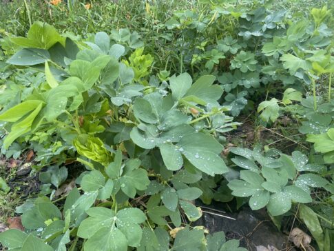 長命草スムージーで食卓を彩る!初心者でも簡単な作り方とアレンジレシピ