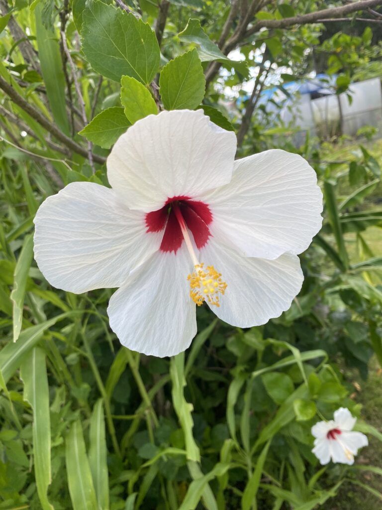 白いハイビスカスの花