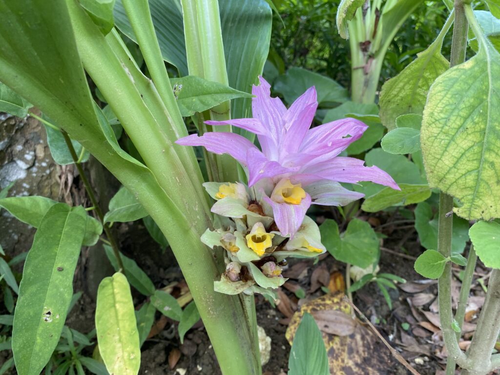 春ウコンの花
