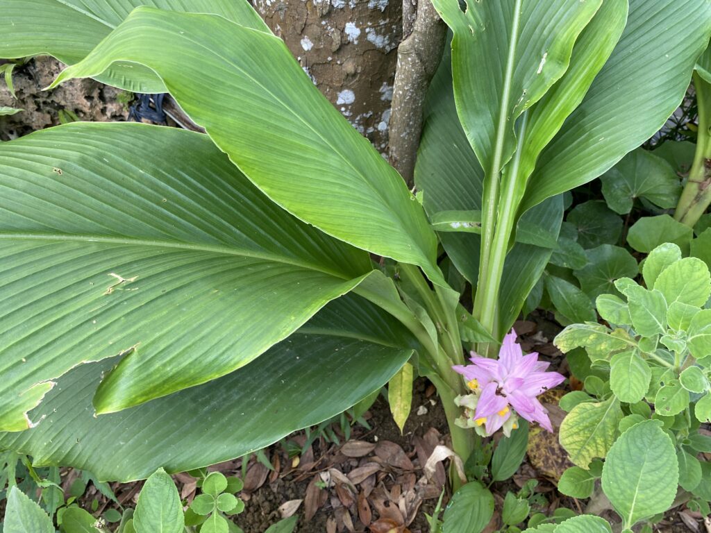 春ウコンの花