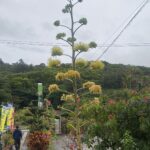 竜舌蘭（リュウゼツラン）