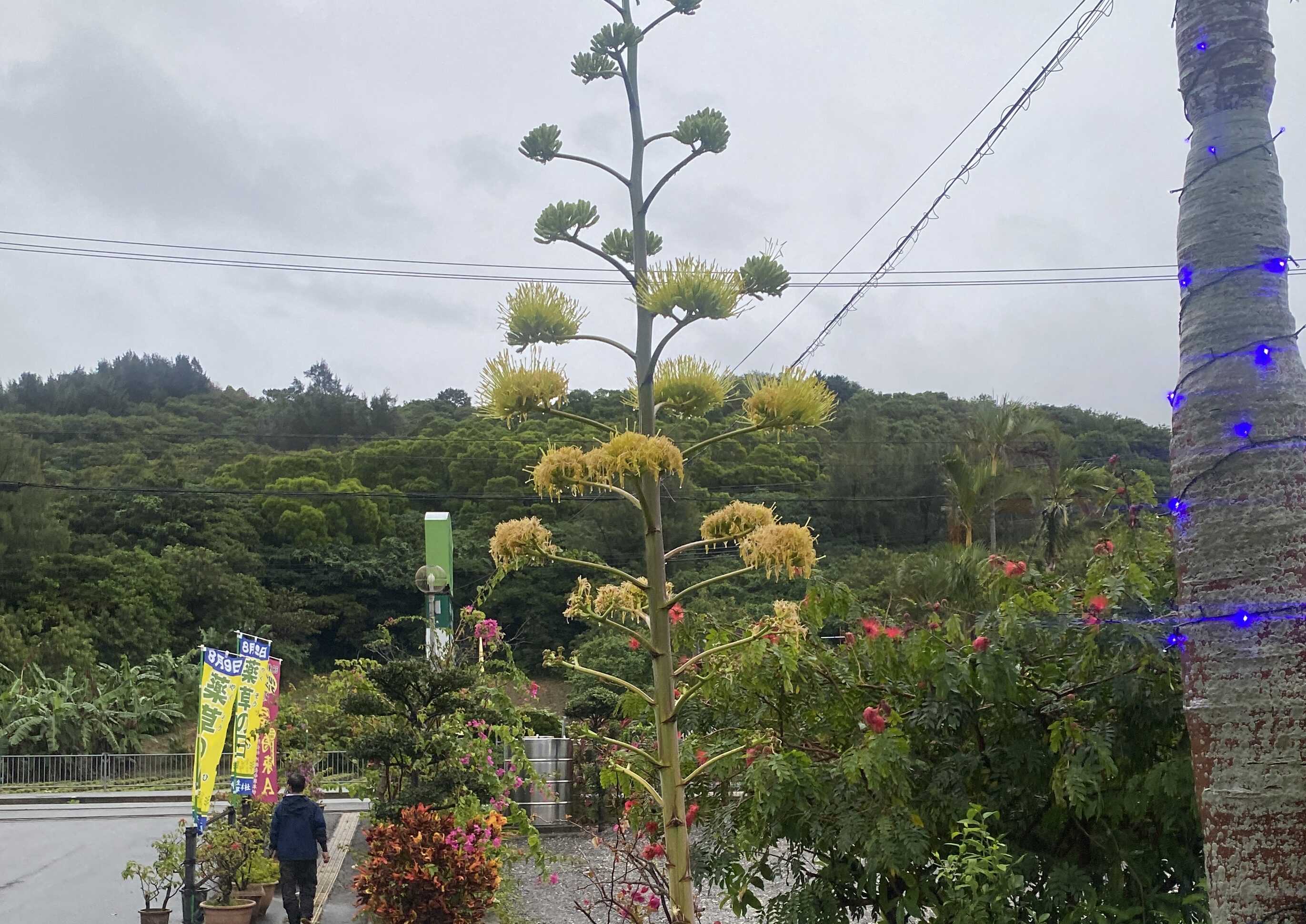 竜舌蘭（リュウゼツラン）