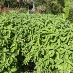 もうすぐ収穫！元気なマンジェリコン