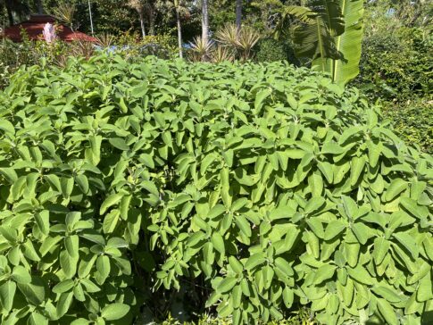 もうすぐ収穫！元気なマンジェリコン