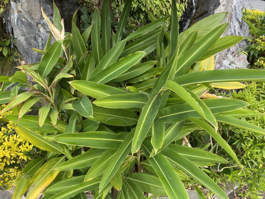 ムーチーを作るために薬草園の月桃を採取した。長寿源の薬草園にある月桃（サンニン）です。