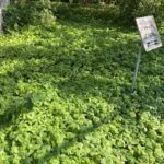 【決定版】あまちゃずる(甘茶蔓)の育て方完全ガイド:健康を育む「緑のカーテン」を自宅で作ろう!