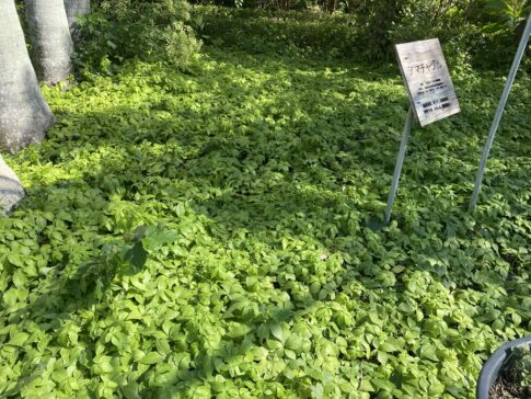 【決定版】あまちゃずる（甘茶蔓）の育て方完全ガイド：健康を育む「緑のカーテン」を自宅で作ろう！