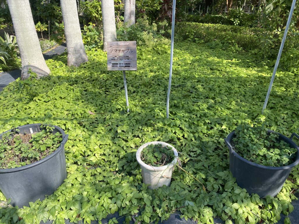 あまちゃずるってどんな植物?