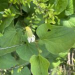 ドクダミの花